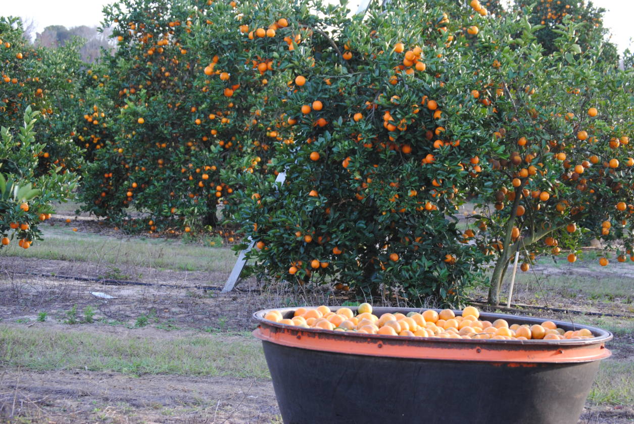 OCALA, FL AREA LAKE WEIR, ORANGE TREES, LAKEFRONT, CUSTOM HOME