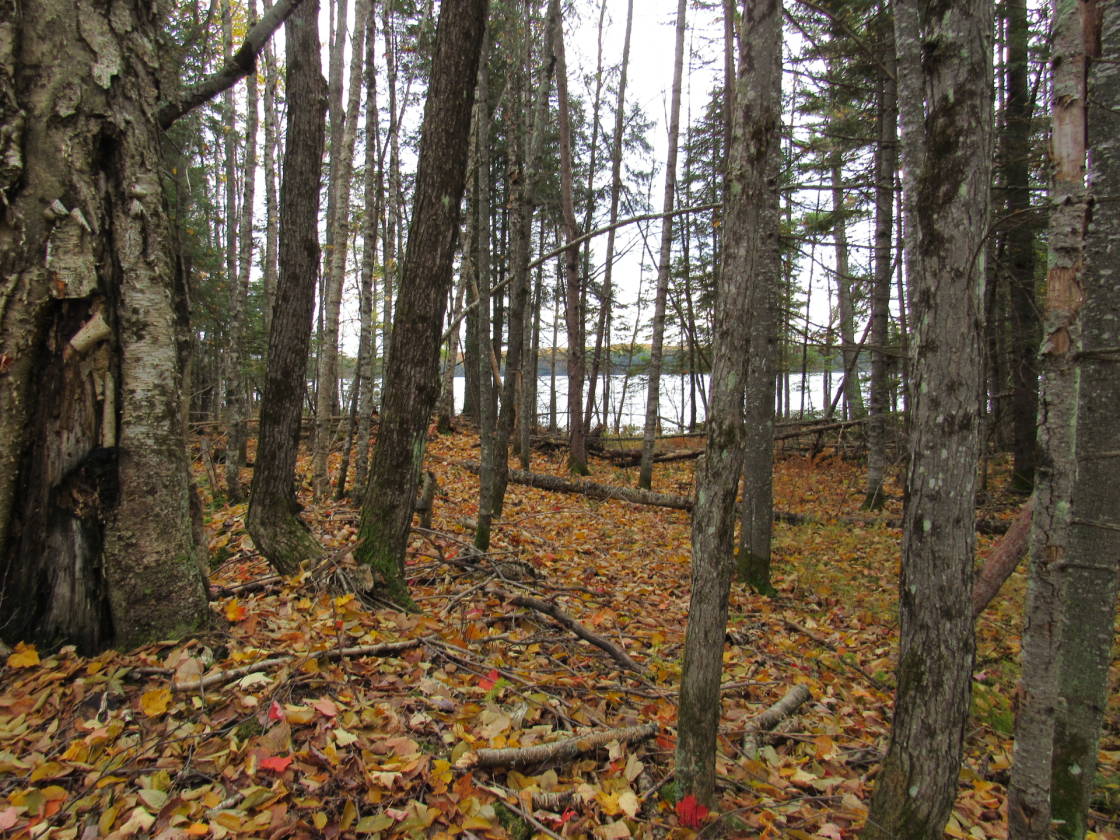 Famous Cisco Chain of Lakes! 39.66 Acre parcel on Clearwater