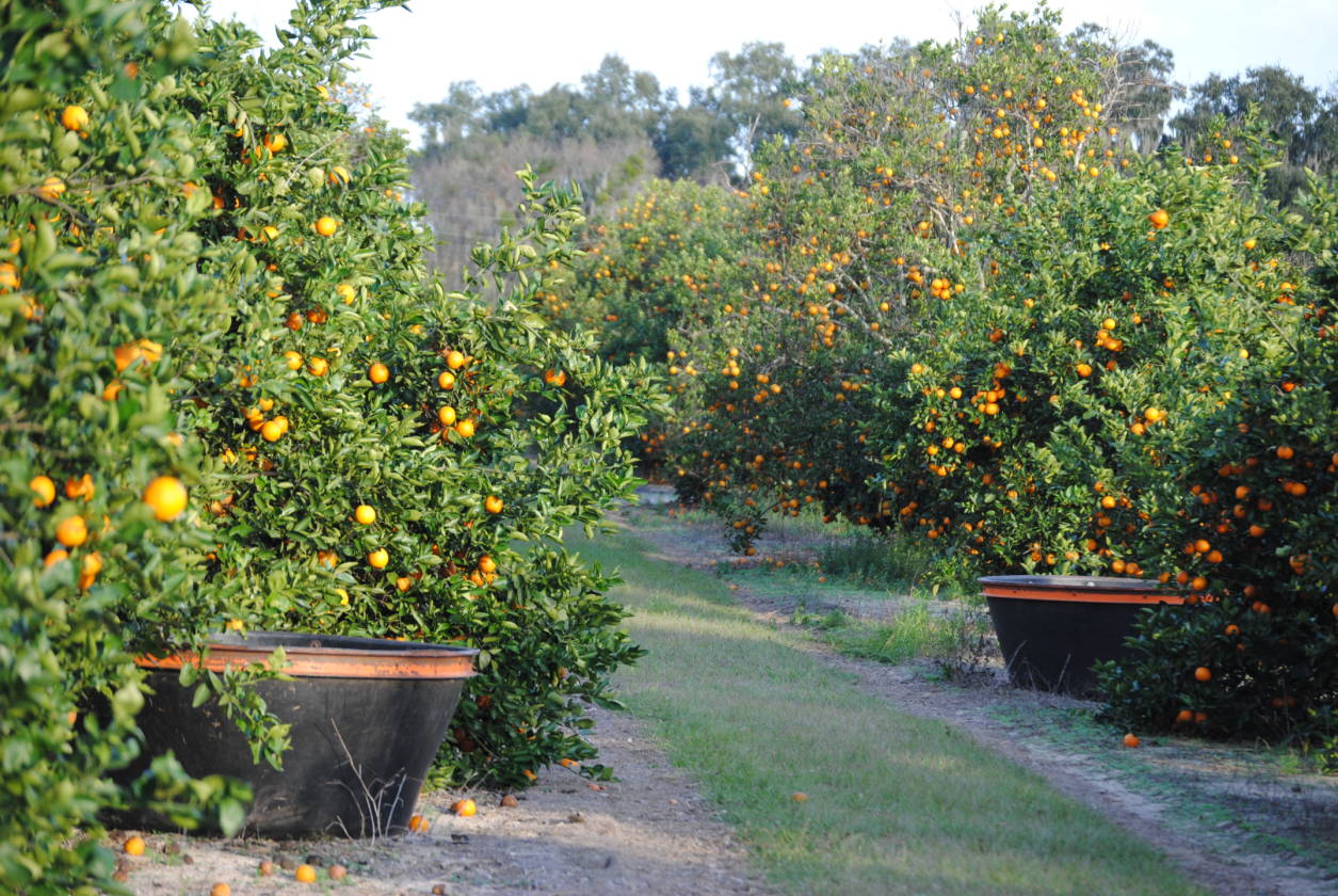 OCALA, FL AREA LAKE WEIR, ORANGE TREES, LAKEFRONT, CUSTOM HOME